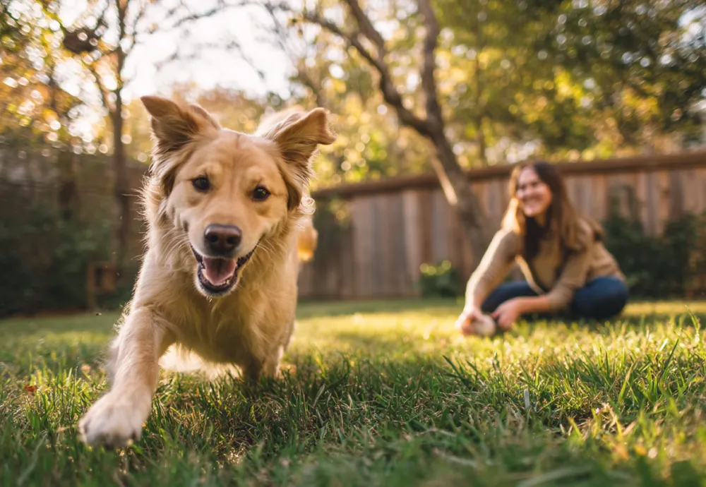 Dog Behavior Training Guide for Owners